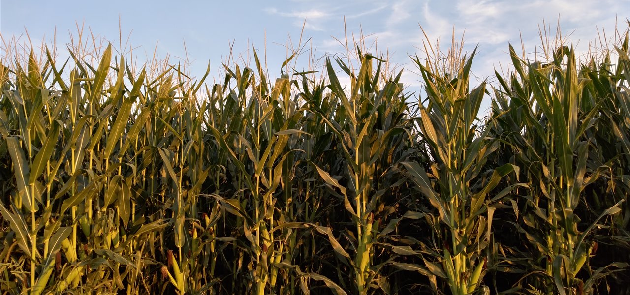 Agrifood FVG