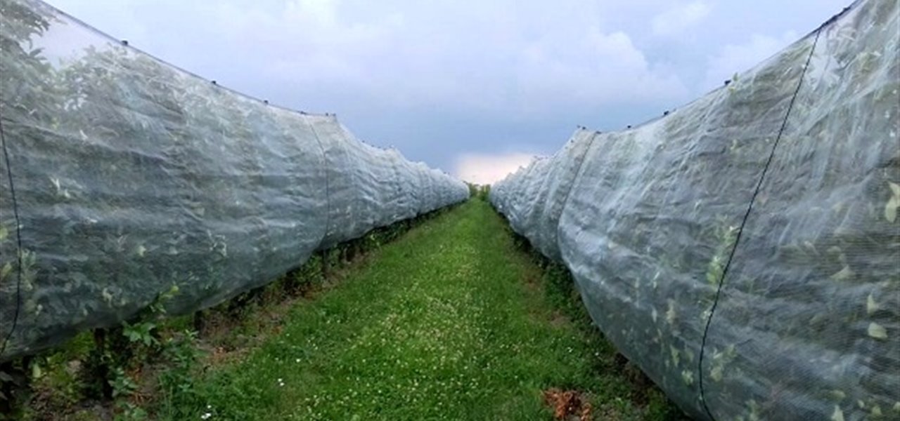Agrifood FVG