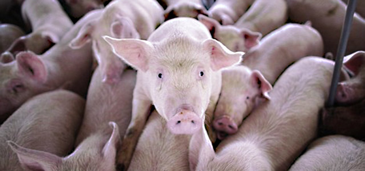 Agrifood FVG