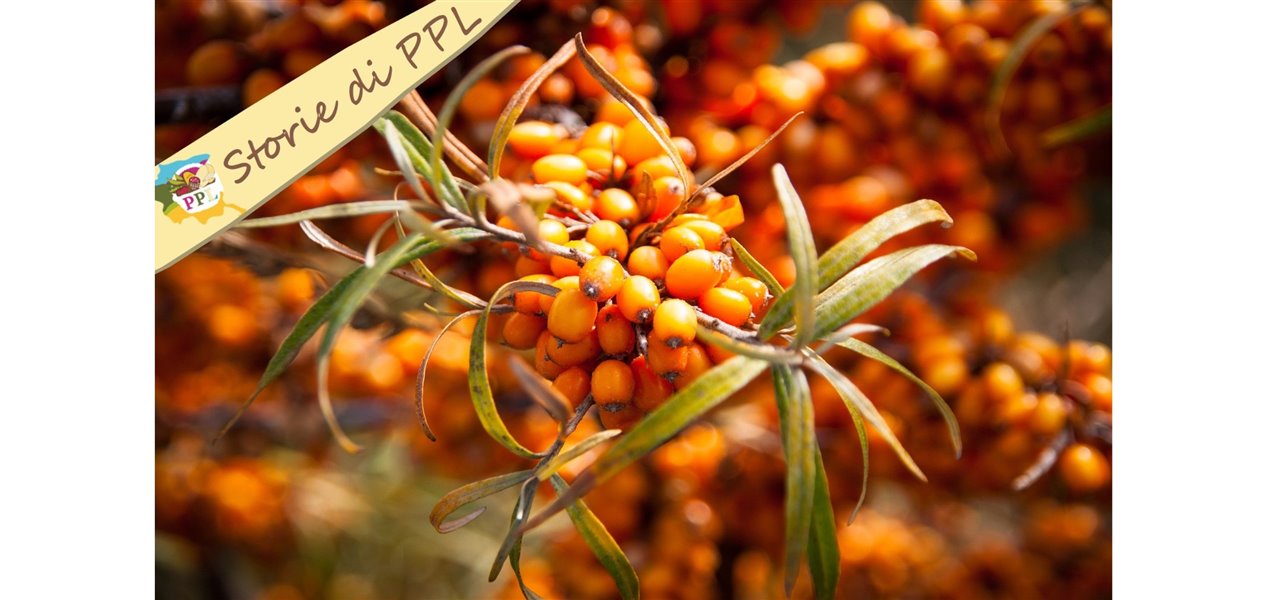 Agrifood FVG