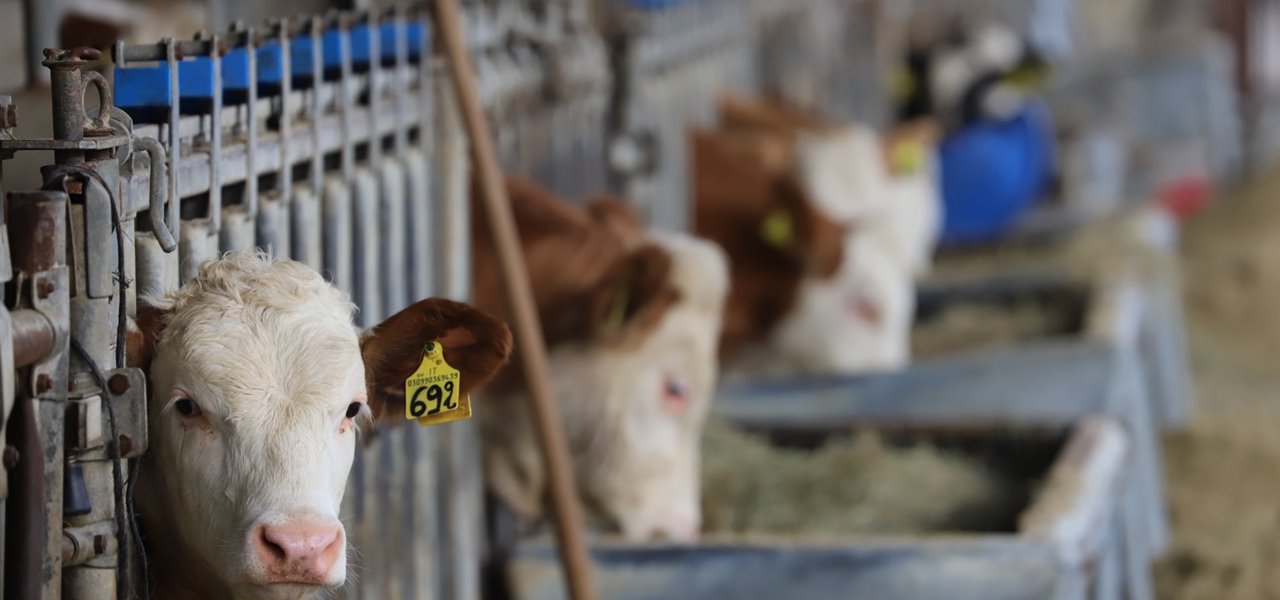 Agrifood FVG