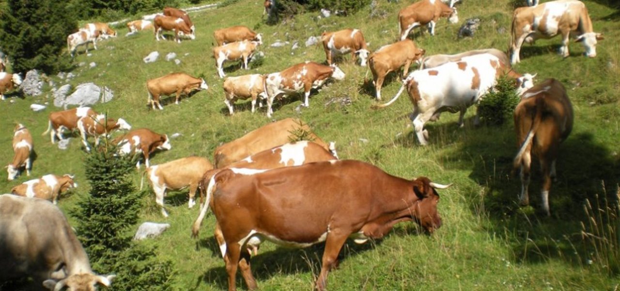 Agrifood FVG