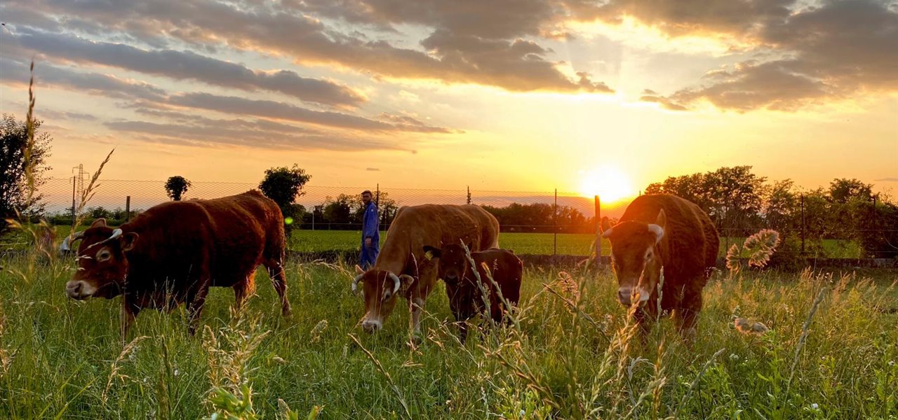 Agrifood FVG