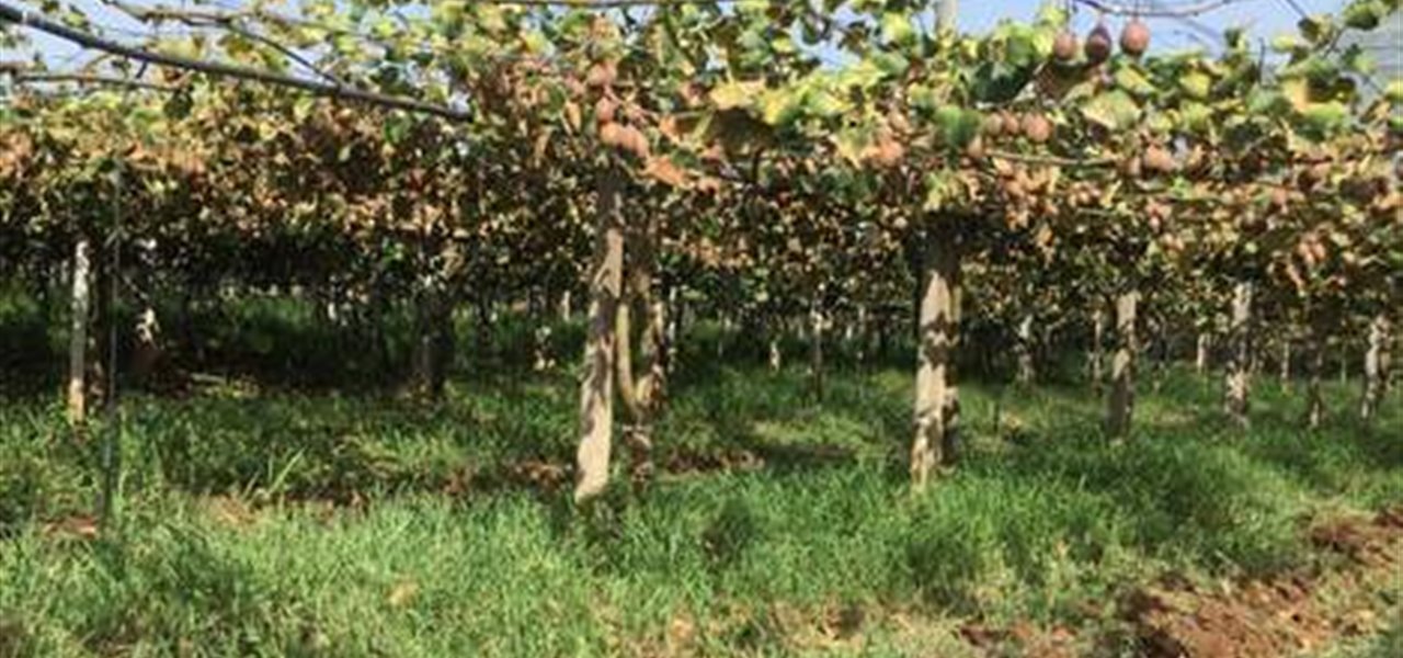 Agrifood FVG