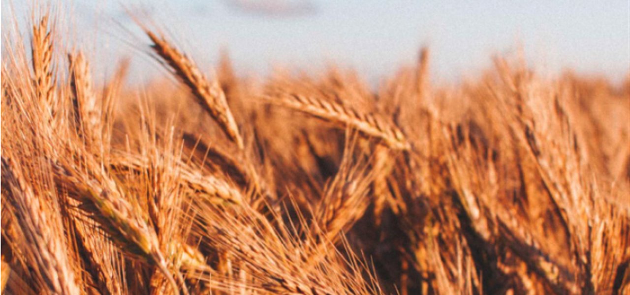 Agrifood FVG