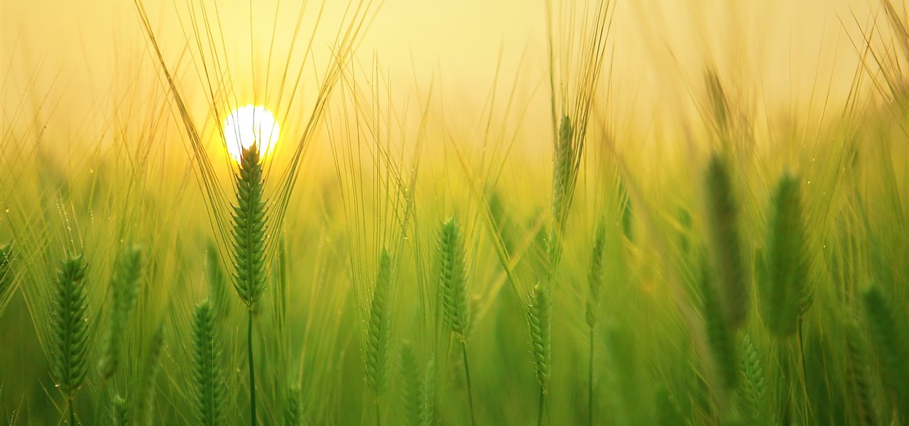 Agrifood FVG