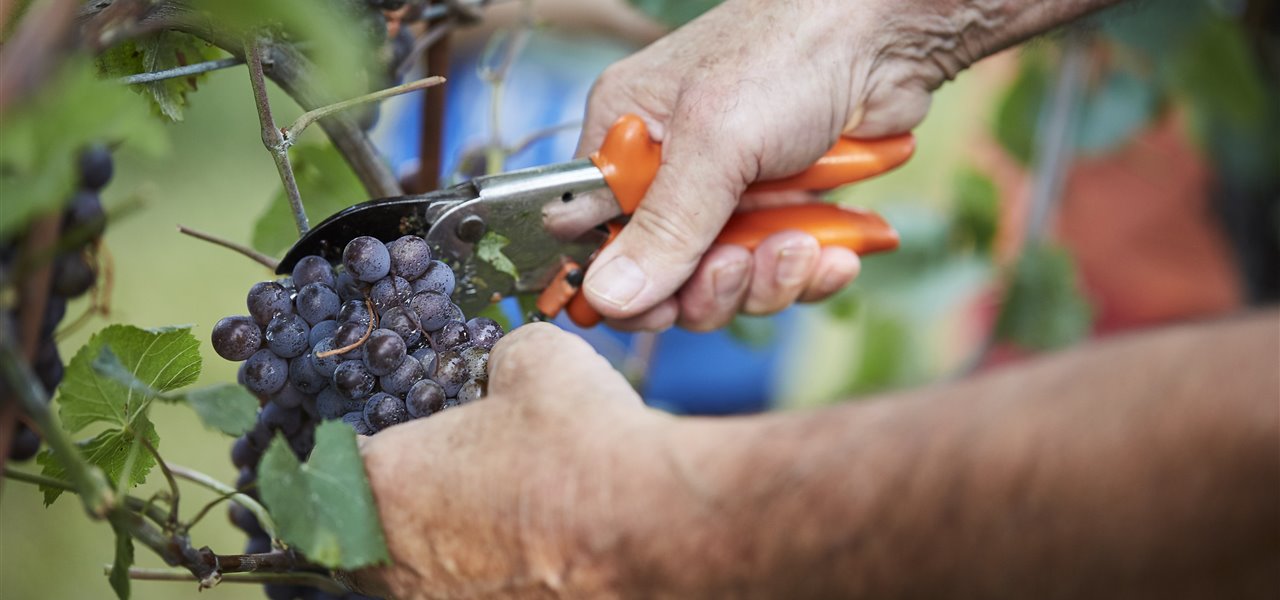 Agrifood FVG
