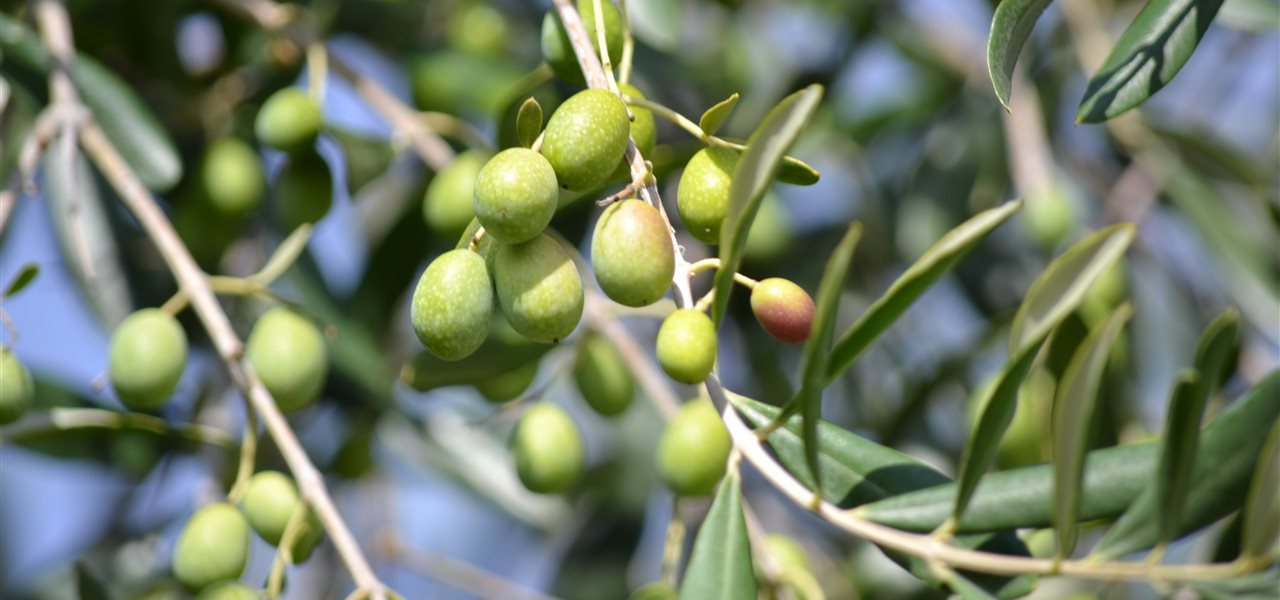 Agrifood FVG
