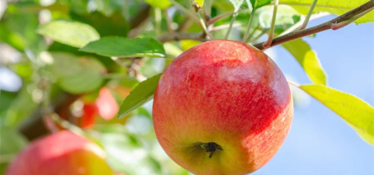 Agrifood FVG